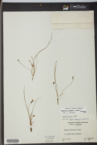 Hypoxis wrightii image