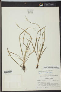 Hypoxis leptocarpa image