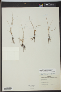 Hypoxis wrightii image