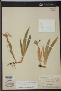 Iris cristata image