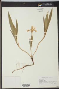 Iris cristata image