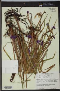 Iris tridentata image