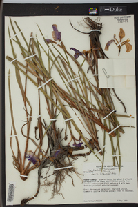 Iris tridentata image