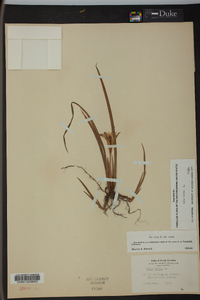 Iris verna image