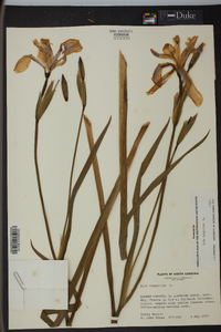 Iris virginica image