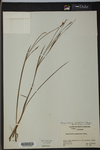 Sisyrinchium atlanticum image