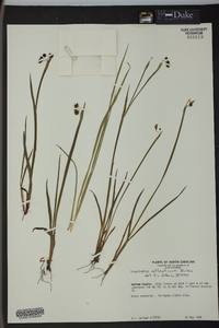 Sisyrinchium atlanticum image