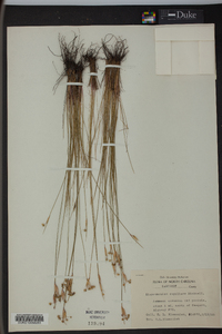 Sisyrinchium capillare image