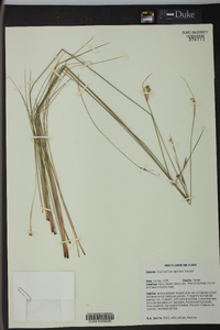 Sisyrinchium capillare image