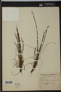 Sisyrinchium capillare image