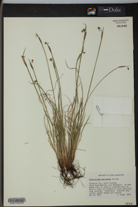 Sisyrinchium mucronatum image