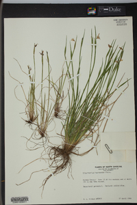 Sisyrinchium mucronatum image