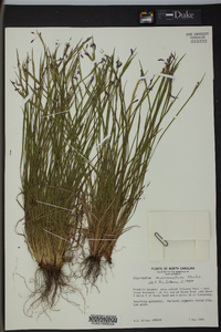 Sisyrinchium mucronatum image