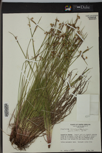 Sisyrinchium mucronatum image