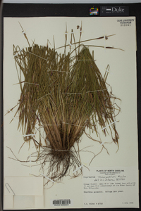 Sisyrinchium mucronatum image