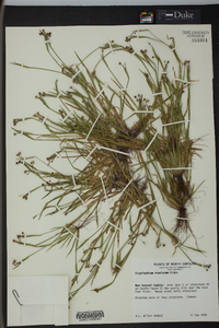 Sisyrinchium rosulatum image