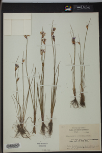 Sisyrinchium scabrellum image