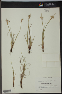 Sisyrinchium albidum image