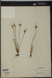 Sisyrinchium albidum image