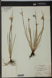 Sisyrinchium albidum image