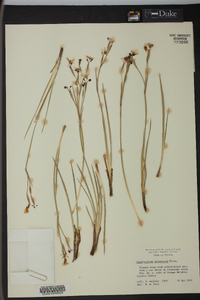 Sisyrinchium atlanticum image