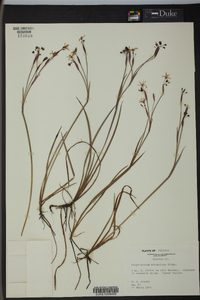 Sisyrinchium atlanticum image