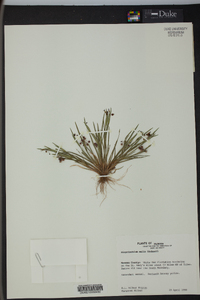 Sisyrinchium exile image