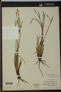 Sisyrinchium fibrosum image