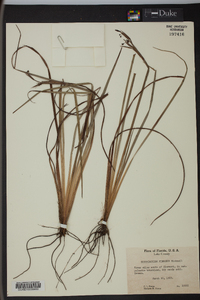 Sisyrinchium fibrosum image