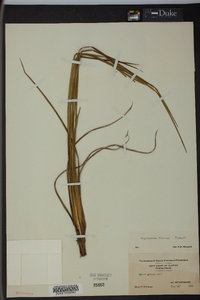 Sisyrinchium fibrosum image