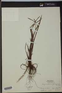 Sisyrinchium gramineum image