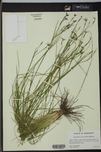 Sisyrinchium mucronatum image