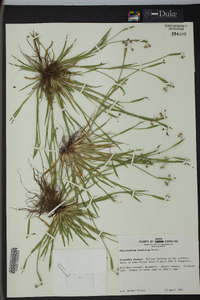 Sisyrinchium rosulatum image