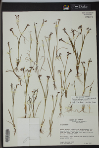 Sisyrinchium rosulatum image