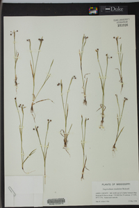 Sisyrinchium rosulatum image