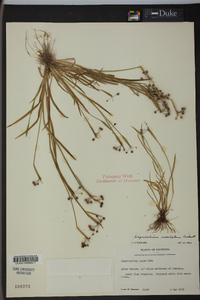 Sisyrinchium rosulatum image