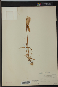 Zephyranthes atamasco image