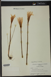 Zephyranthes atamasco image