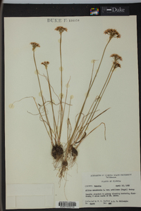 Allium canadense var. mobilense image