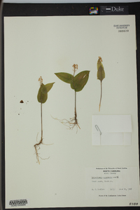 Maianthemum canadense image