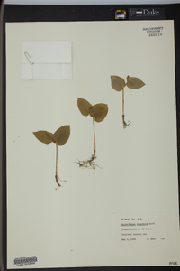 Maianthemum canadense image