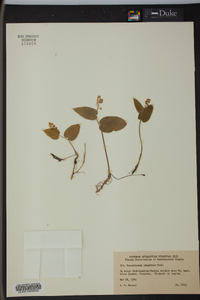 Maianthemum canadense image