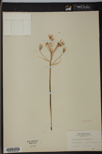 Ornithogalum umbellatum image