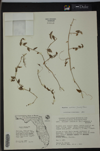 Phyodina cordifolia image