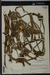 Tradescantia ohiensis image