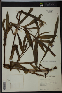 Tradescantia subaspera image