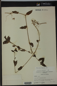 Tradescantia fluminensis image