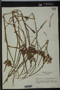 Tradescantia hirsuticaulis image