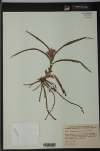 Tradescantia hirsuticaulis image