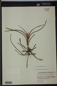 Tradescantia hirsuticaulis image